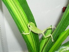 WAXY MONKEY LOVE (first tree frog)