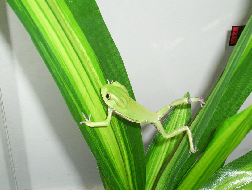 WAXY MONKEY LOVE (first tree frog)