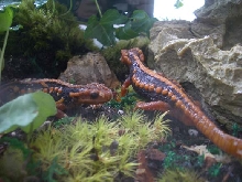 Pair of Emperor Newts