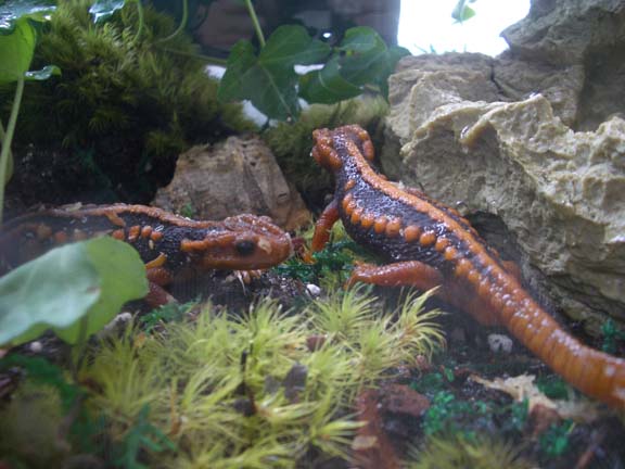 Pair of Emperor Newts