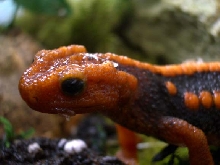 Mr. Draco - Emperor Newt