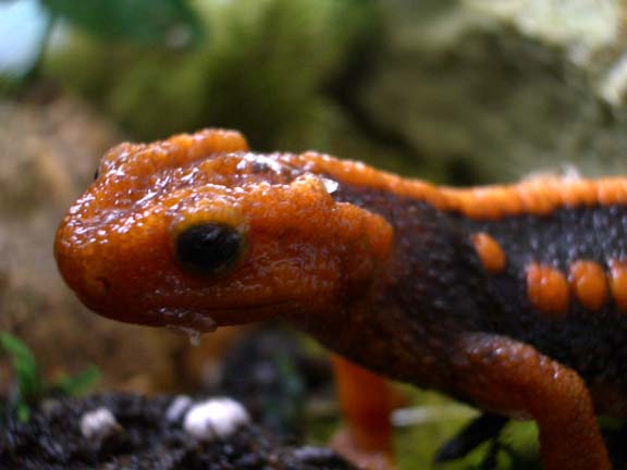Mr. Draco - Emperor Newt