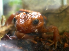 Mr. Draco .02- Emperor Newt