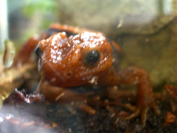 Mr. Draco .02- Emperor Newt