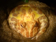 Jabba the Butt