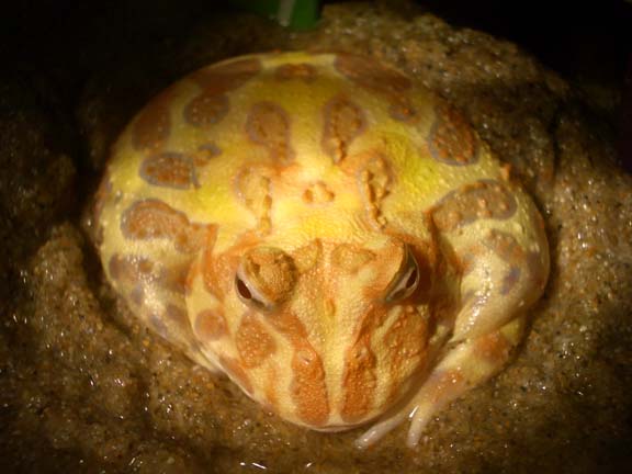 Jabba the Butt
