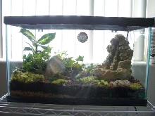 Terrarium for Newt