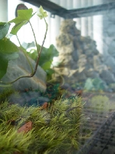 Terrarium Detail 01