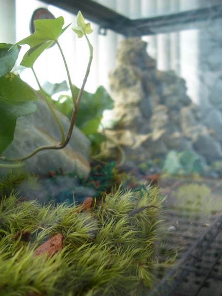 Terrarium Detail 01