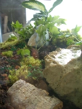Terrarium Details 02