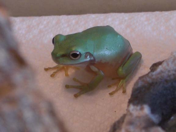 Blue White Tree Frog