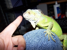 Yummy finger