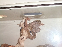 Hogg in Tree