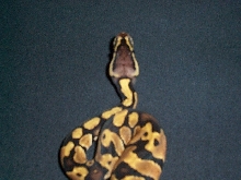 04 male pastel 50%het ghost