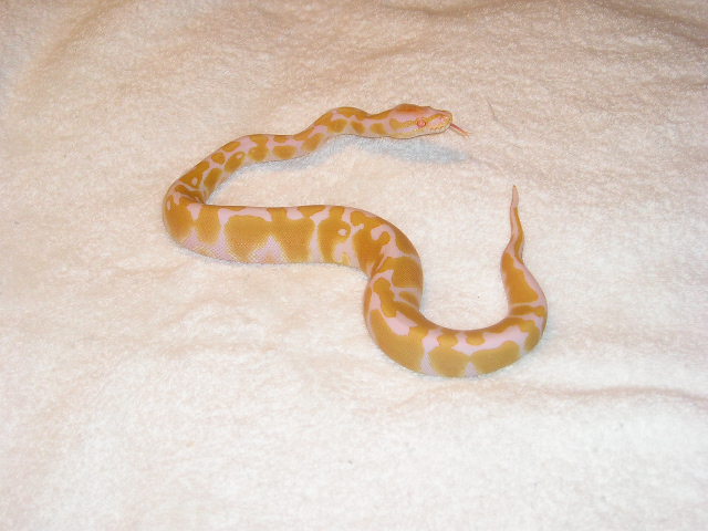 05 albino