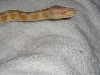 05 albino2