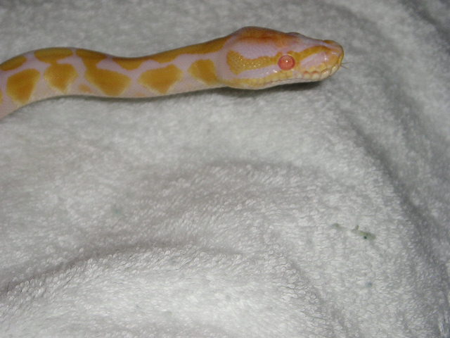 05 albino2