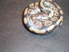 05 ch female