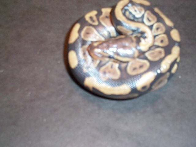 05 ch female