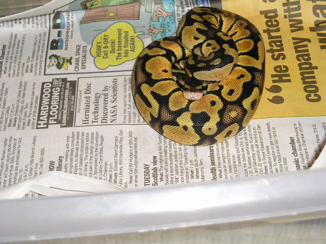female graz