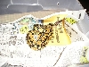 femalegraz2
