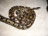 females1
