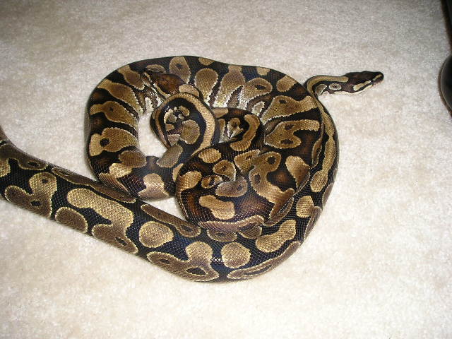females1