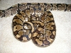 females2