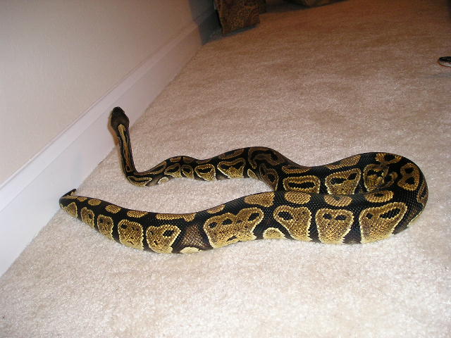 female4