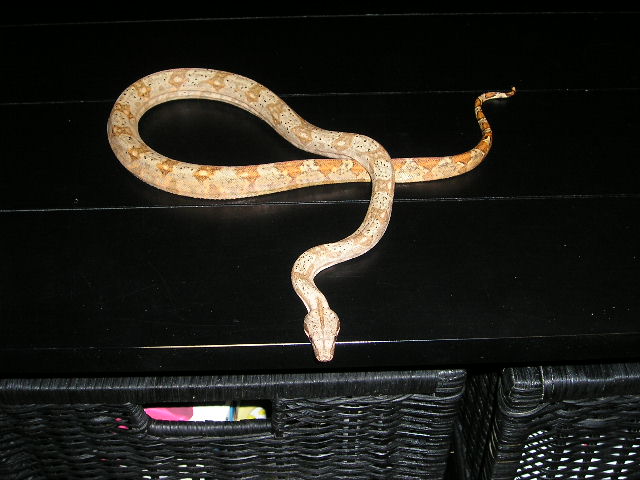 hogg