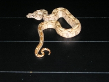 hypo sonora