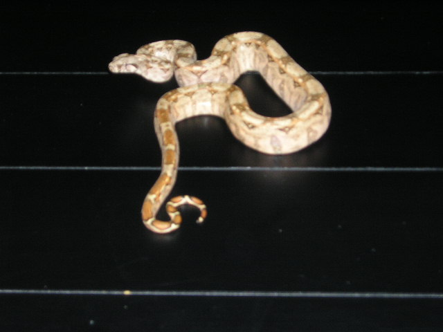 hypo sonora