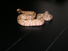 hypo2