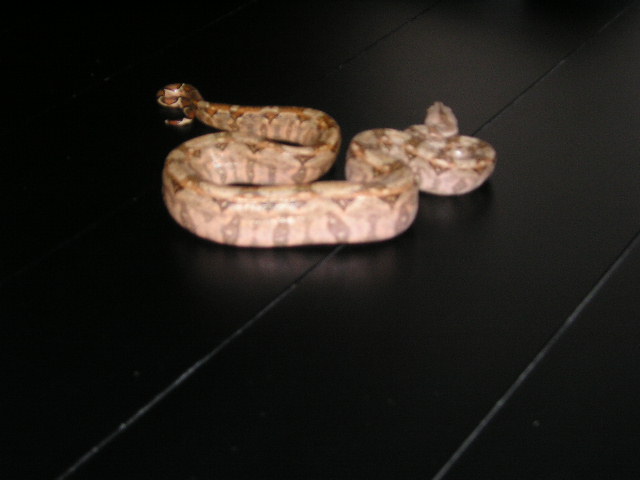 hypo2