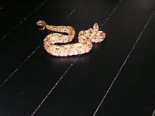 hypo3