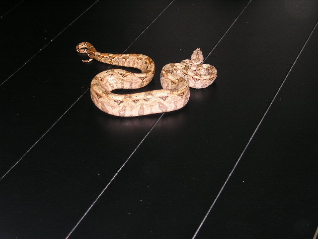 hypo3