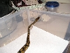 king3
