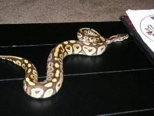 06 mojave