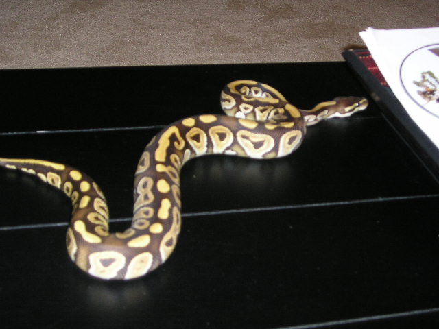06 mojave