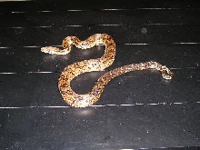 new boa