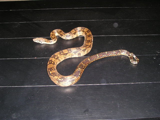 new boa