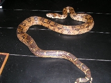 newboa2