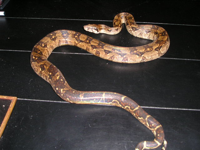 newboa2