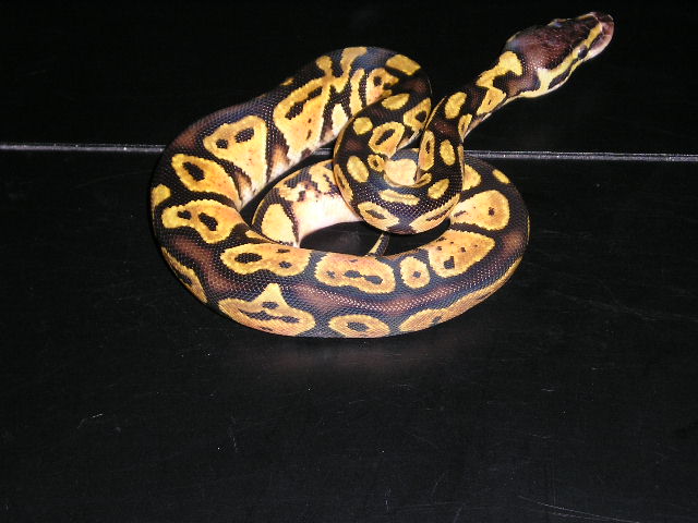 new pastel  CH