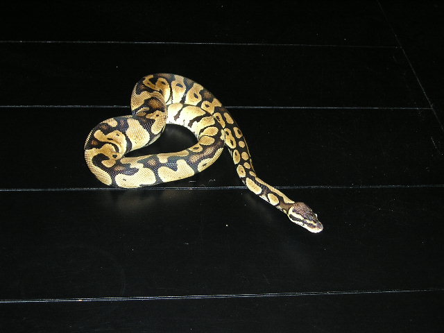 lemon