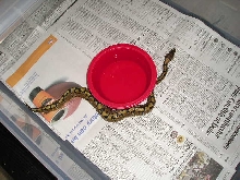 woma
