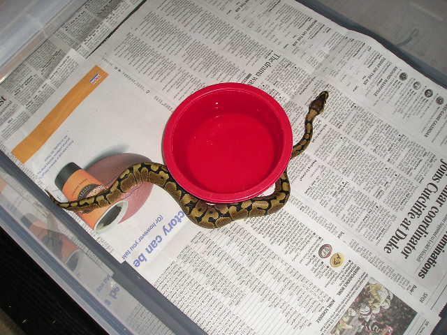 woma