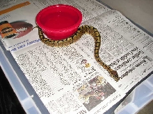 woma4