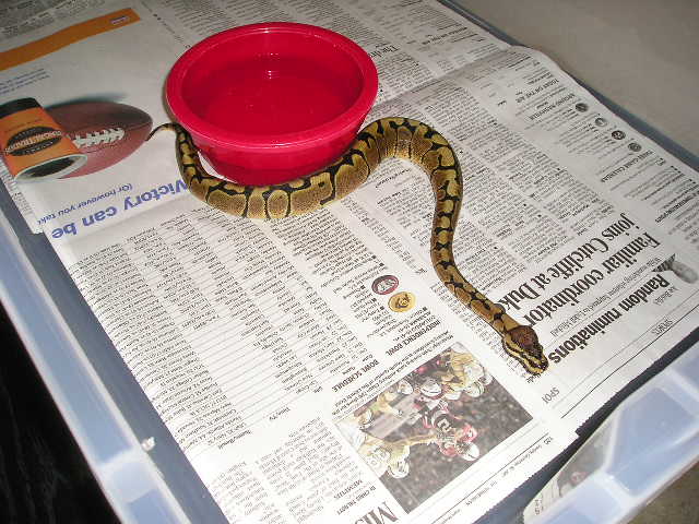 woma4