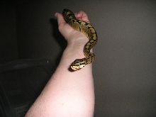 woma2